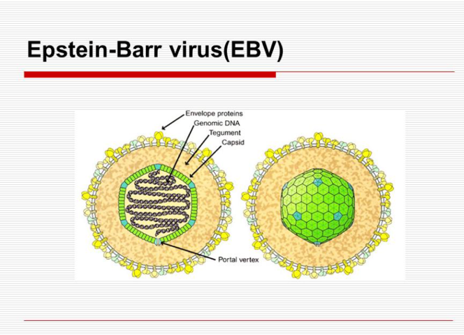 我院病理科开展新项目eb病毒原位杂交检测
